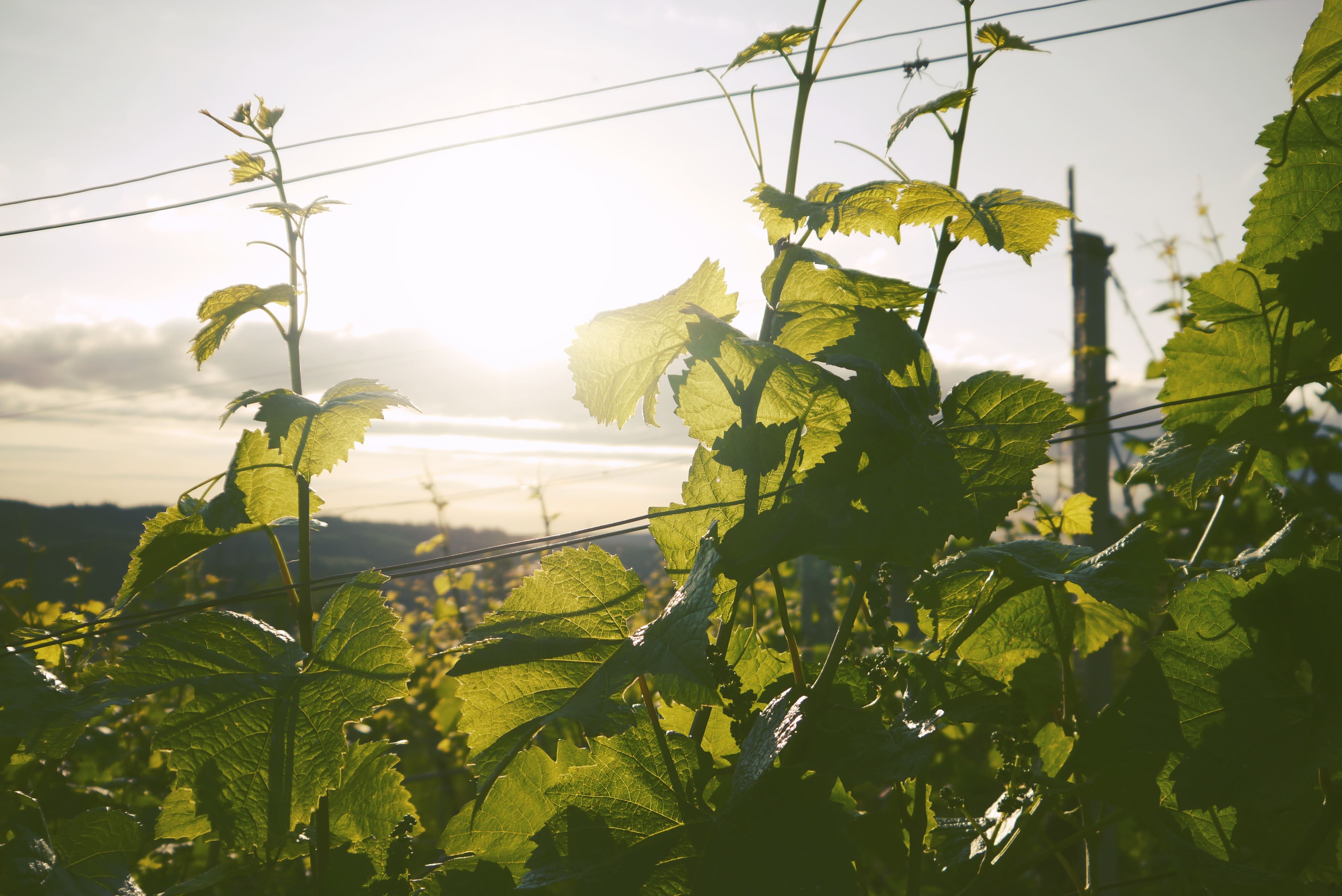accompagnement à la conversion à l'agriculture biologique